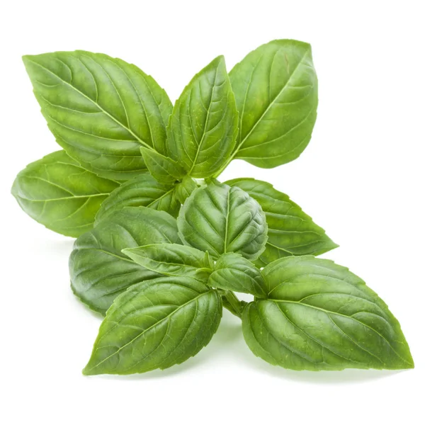 Fresh green basil herb leaves — Stock Photo, Image