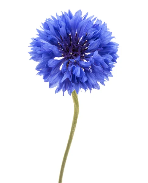 Blauwe Korenbloem kruid — Stockfoto