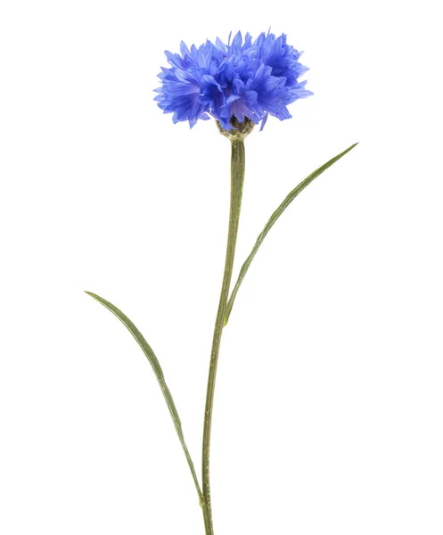 Blauwe Korenbloem kruid — Stockfoto