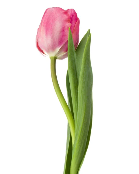 Flor de tulipán aislada en blanco —  Fotos de Stock