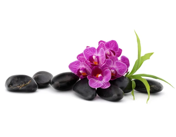 Zen pebbles and orchid flowers. — Stock Photo, Image