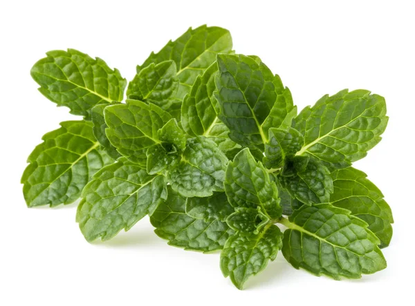 Foglie di menta fresca — Foto Stock