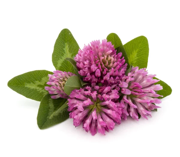Klaverblad bloemen, geneeskrachtig kruid — Stockfoto
