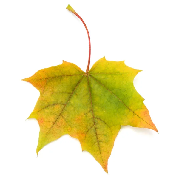 Kolorowe jesień liść klonu — Zdjęcie stockowe