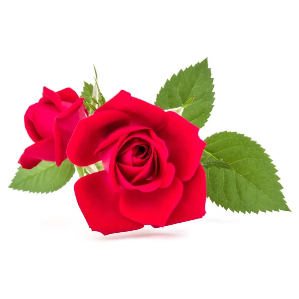 玫瑰鲜花花束 — 图库照片