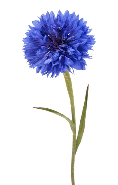 Голубая трава кукурузы
 