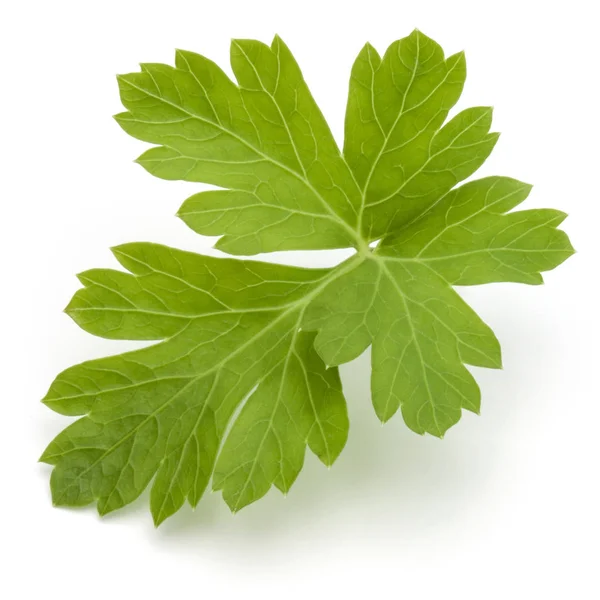 新鮮なパセリのハーブの葉 — ストック写真