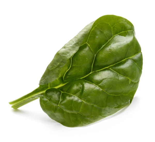 Baby spinazie-leaf — Stockfoto