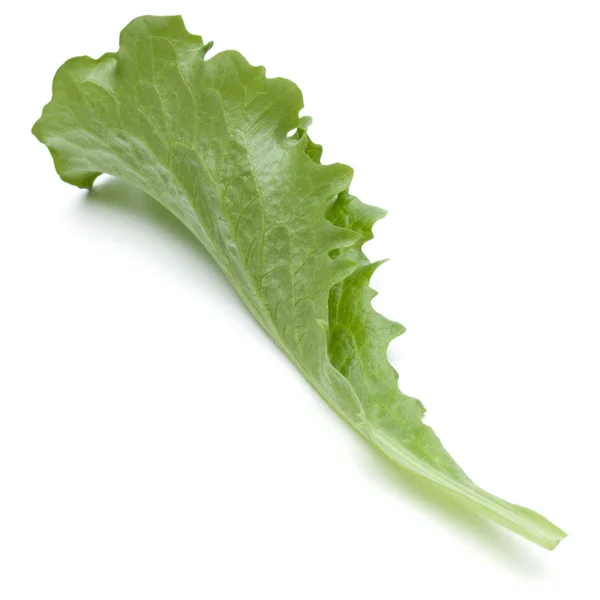 Зелений кінцевий салатний лист — стокове фото