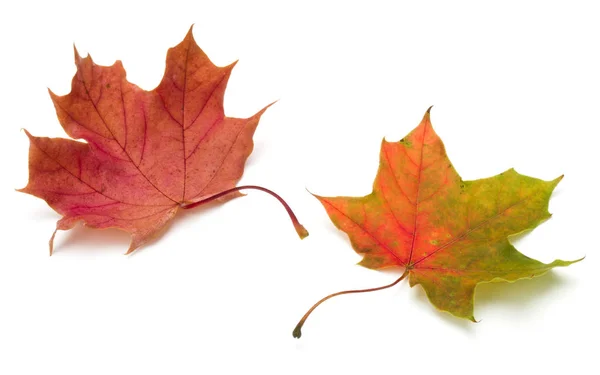 Färgglada löv höst lönn — Stockfoto