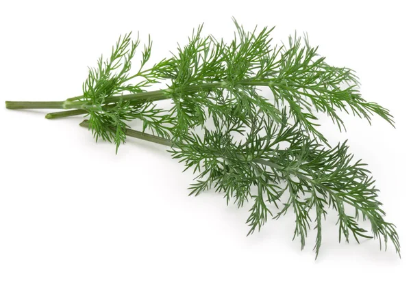 Zweig frischer grüner Dill — Stockfoto