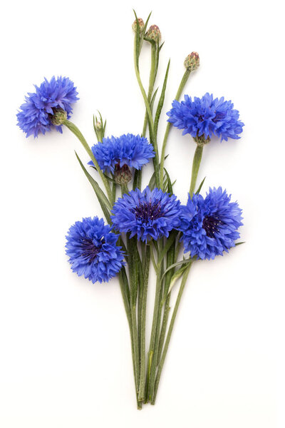 Цветы бакалавра
