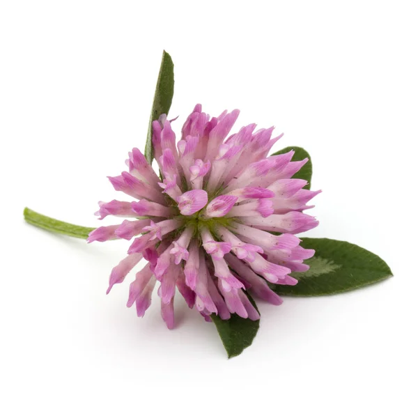 Trèfle fleur herbe médicinale — Photo