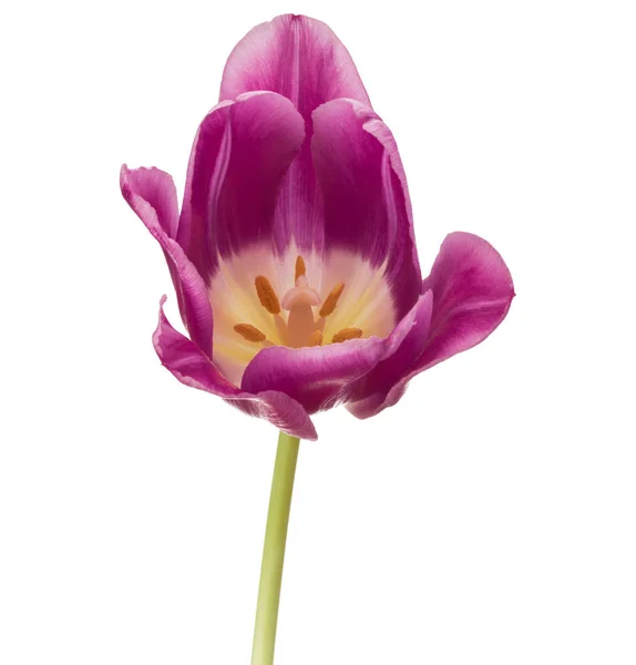 Tulip flower isolerad på vit — Stockfoto