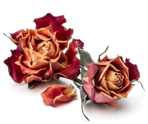 Dried rose flowers — Stock Photo, Image