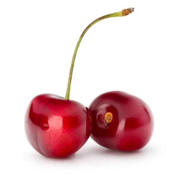 Sweet cherry bobule — Stock fotografie