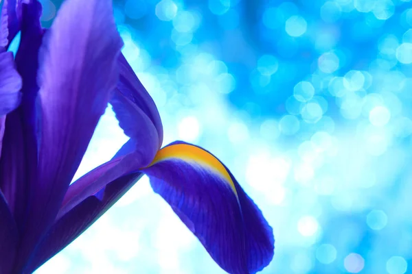 Belles fleurs iris bleu — Photo