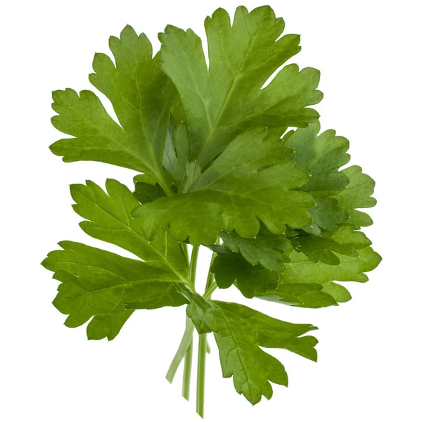Fresh parsley herb  leaves — Stock Photo, Image
