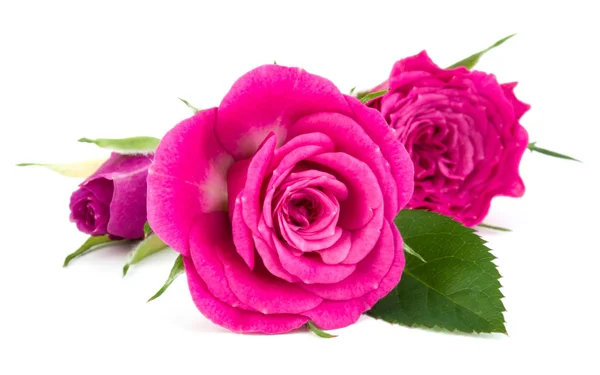 Ramo de flores de rosa — Foto de Stock