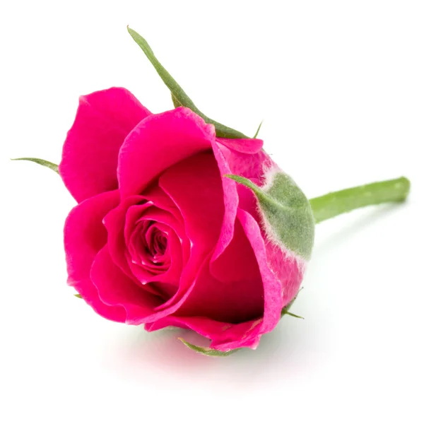 Rose flower  isolated on white — Stock Photo, Image