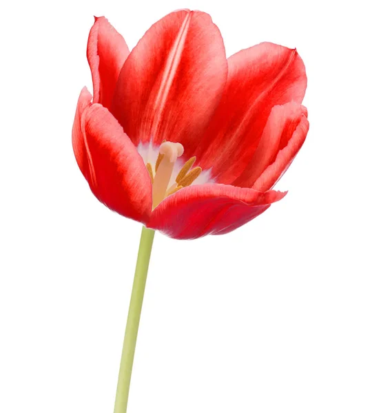 Tulip flower geïsoleerd op wit — Stockfoto