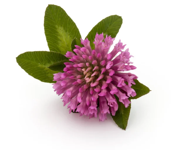 Trojlístek květina léčivé byliny — Stock fotografie