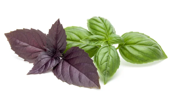 Green and red basil herb leaves — Stock Photo, Image