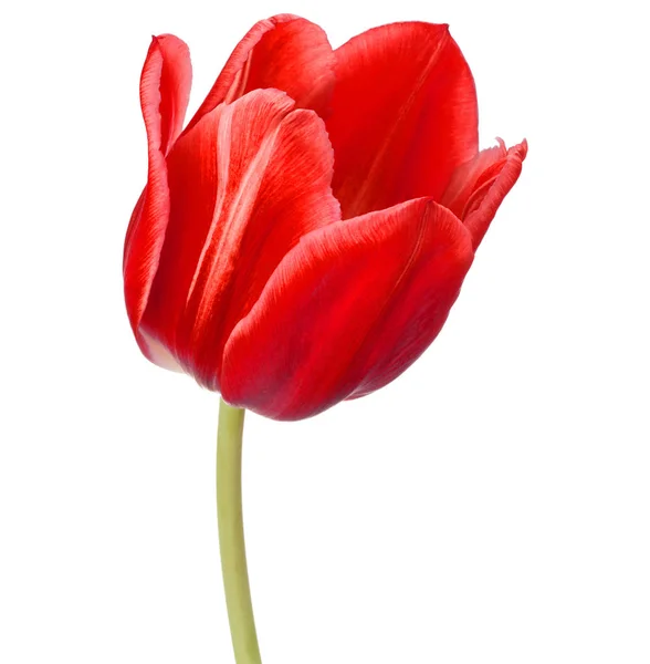 Flor de tulipa isolada em branco — Fotografia de Stock