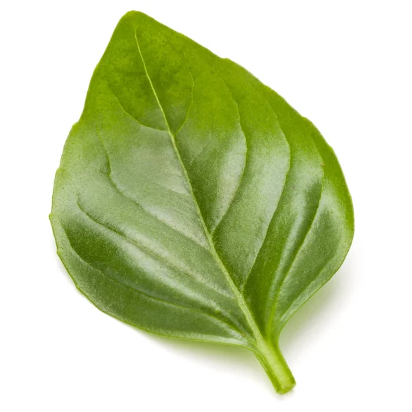 Fesleğen bitki yaprak