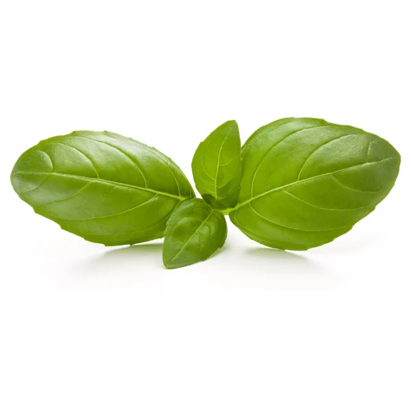 Sweet basil herb leaves — Stock Photo, Image