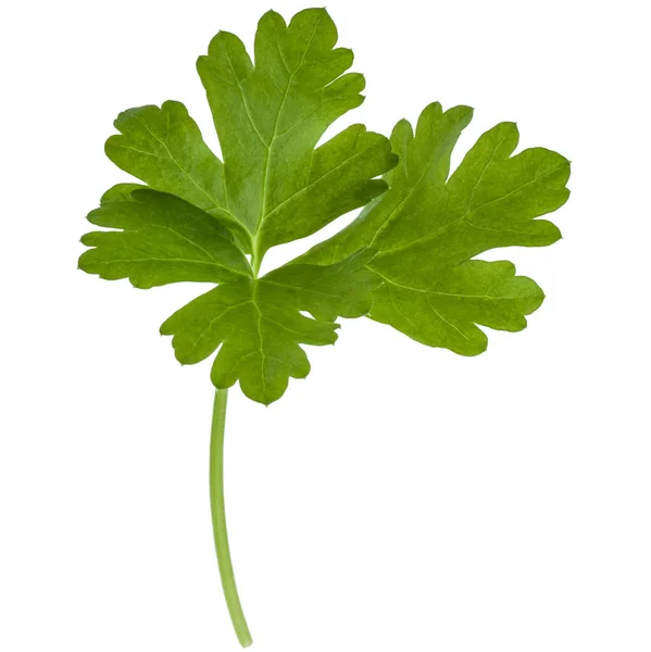 Fresh parsley herb  leaves — Stock Photo, Image