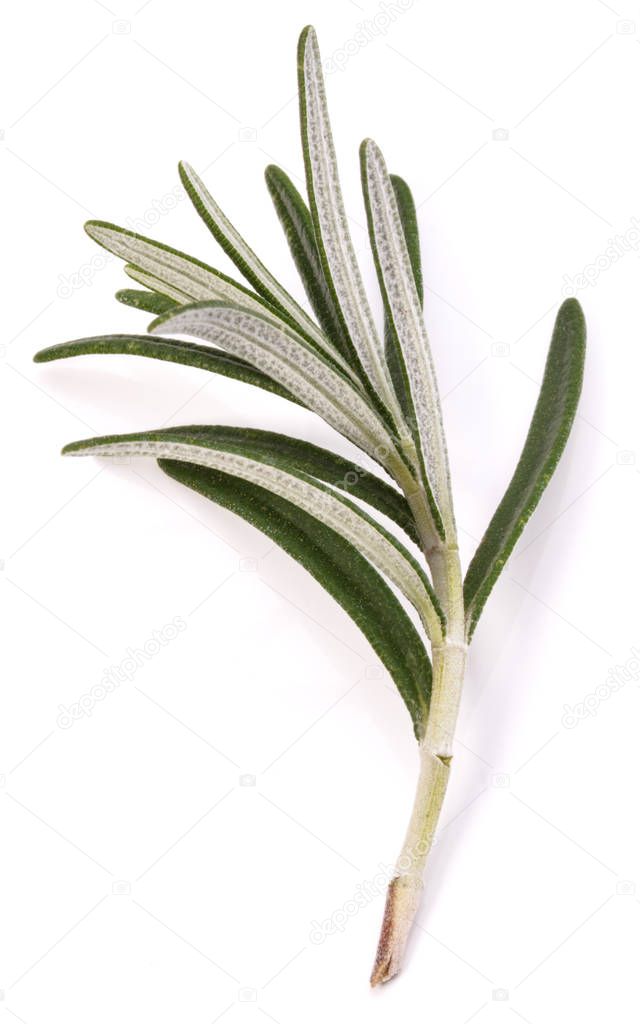 rosemary herb spice leaves