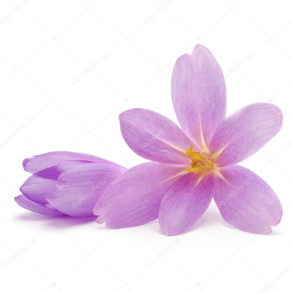 lilac crocus flowers 