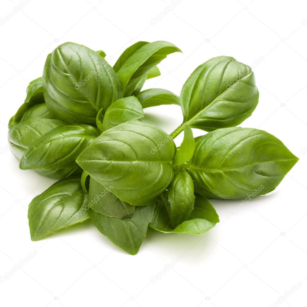 Sweet basil herb leaves