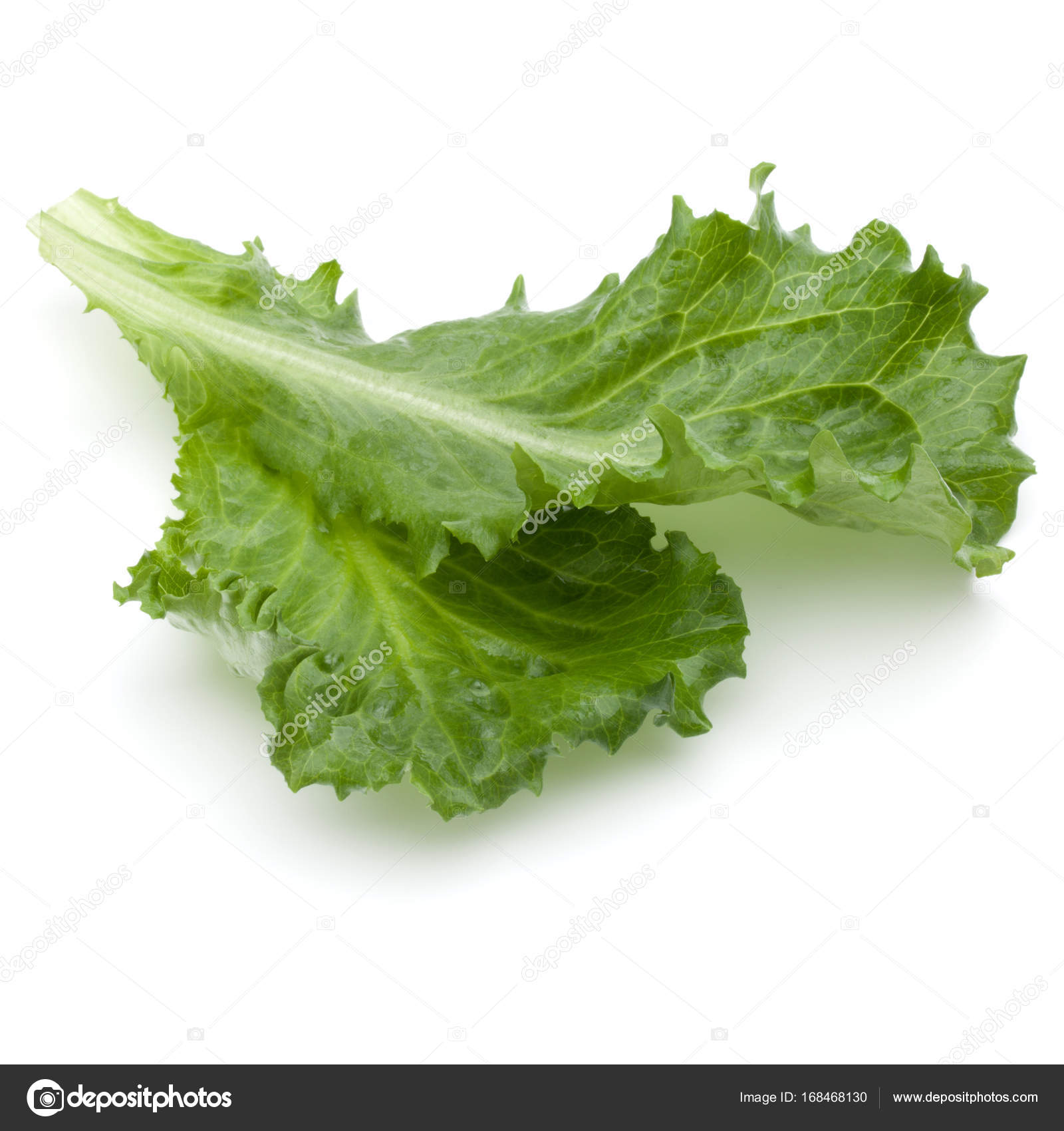 Beyaz Hindiba Salatası Beyaz Hindiba Salatası