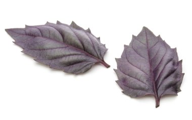 Kırmızı fesleğen yaprağı 