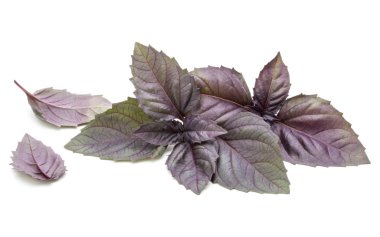 Kırmızı fesleğen yaprağı 