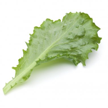 Yeşil hindiba yaprağı 