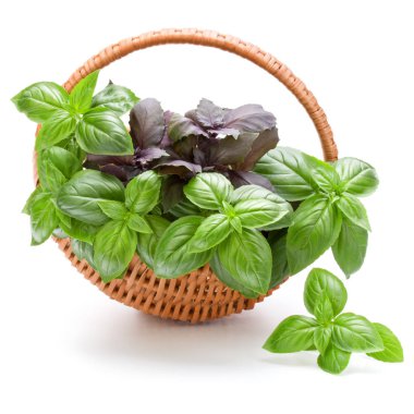 Sepet içinde fesleğen yaprakları 