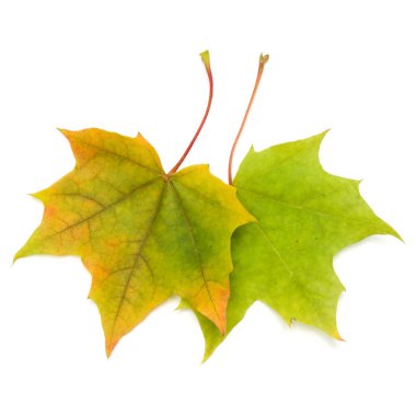 renkli akçaağaç yaprakları 