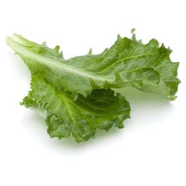 Yeşil hindiba yaprağı 