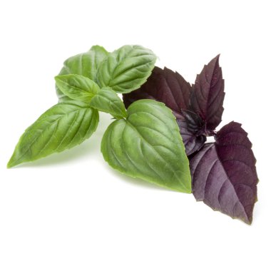 Yeşil ve kırmızı fesleğen yaprağı 