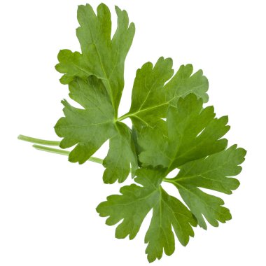 taze yeşil maydanoz 