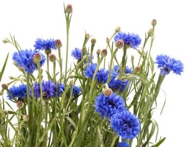 Mavi Peygamber buket