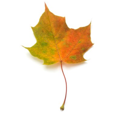 renkli sonbahar akçaağaç yaprağı 