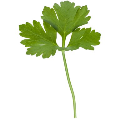 taze yeşil maydanoz 