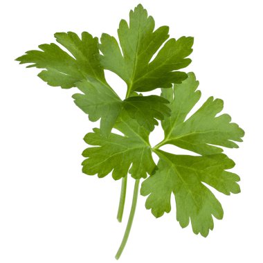 taze yeşil maydanoz 