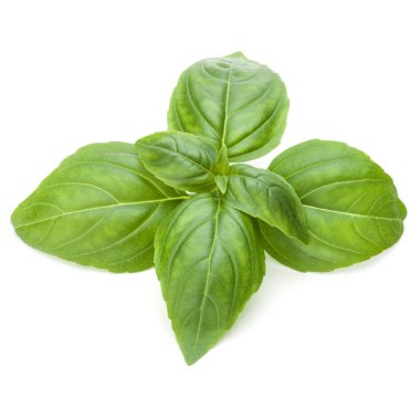 Yeşil fesleğen yaprağı 