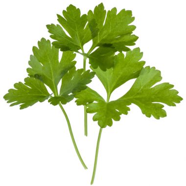 taze yeşil maydanoz 
