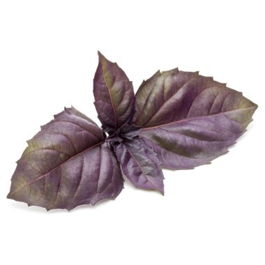 Kırmızı fesleğen yaprağı 